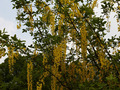 Laburnum xwatereri Vossii IMG_0811 Złotokap Waterera